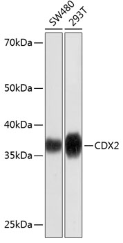 Western blot analysis of various lysates using [KD Validated] CDX2 Rabbit mAb at 1:1000 dilution.|Secondary antibody: HRP-conjugated Goat anti-Rabbit IgG (H+L) at 1:10000 dilution.|Lysates/proteins: 25μg per lane.|Blocking buffer: 3% nonfat dry milk in TBST.|Detection: ECL Basic Kit.|Exposure time: 3min.