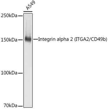 Western blot analysis of lysates from A549 cells, using [KO Validated] Integrin alpha 2 (ITGA2/CD49b) Rabbit mAb at 1:1000 dilution.|Secondary antibody: HRP-conjugated Goat anti-Rabbit IgG (H+L) at 1:10000 dilution.|Lysates/proteins: 25μg per lane.|Blocking buffer: 3% nonfat dry milk in TBST.|Detection: ECL Basic Kit.|Exposure time: 1s.