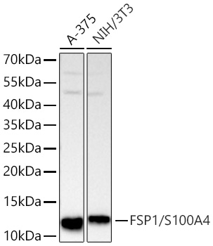 Western blot analysis of various lysates using FSP1/S100A4 Rabbit mAb at 1:1000 dilution incubated overnight at 4℃.|Secondary antibody: HRP-conjugated Goat anti-Rabbit IgG (H+L) at 1:10000 dilution.|Lysates/proteins: 25 μg per lane.|Blocking buffer: 3% nonfat dry milk in TBST.|Detection: ECL Basic Kit.|Exposure time: 20s.