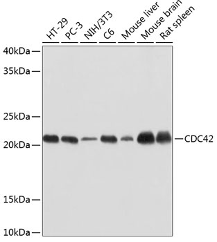 Western blot analysis of various lysates using CDC42 Rabbit mAb at 1:1000 dilution.|Secondary antibody: HRP-conjugated Goat anti-Rabbit IgG (H+L) at 1:10000 dilution.|Lysates/proteins: 25μg per lane.|Blocking buffer: 3% nonfat dry milk in TBST.|Detection: ECL Basic Kit.|Exposure time: 10s.