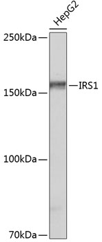 Western blot analysis of lysates from HepG2 cells, using IRS1 Rabbit mAb at 1:500 dilution.|Secondary antibody: HRP-conjugated Goat anti-Rabbit IgG (H+L) at 1:10000 dilution.|Lysates/proteins: 25μg per lane.|Blocking buffer: 3% nonfat dry milk in TBST.|Detection: ECL Basic Kit.|Exposure time: 3min.