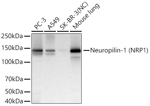 Western blot analysis of various lysates using Neuropilin-1 (NRP1) Rabbit mAb at 1:4000 dilution incubated overnight at 4℃.|Secondary antibody: HRP-conjugated Goat anti-Rabbit IgG (H+L) at 1:10000 dilution.|Lysates/proteins: 25 μg per lane.|Blocking buffer: 3% nonfat dry milk in TBST.|Detection: ECL Basic Kit.|Negative control (NC): SK-BR-3|Exposure time: 1s.