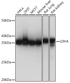 Western blot analysis of various lysates using LDHA Rabbit mAb at 1：1000 dilution.|Secondary antibody: HRP-conjugated Goat anti-Rabbit IgG (H+L) at 1:10000 dilution.|Lysates/proteins: 25μg per lane.|Blocking buffer: 3% nonfat dry milk in TBST.|Detection: ECL Basic Kit.|Exposure time: 1s.