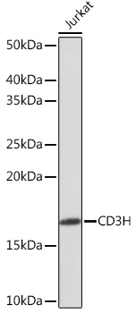 Western blot analysis of lysates from Jurkat cells, using CD3H Rabbit mAb at 1：1000 dilution.|Secondary antibody: HRP-conjugated Goat anti-Rabbit IgG (H+L) at 1:10000 dilution.|Lysates/proteins: 25μg per lane.|Blocking buffer: 3% nonfat dry milk in TBST.|Detection: ECL Enhanced Kit.|Exposure time: 3min.
