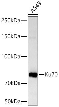 Western blot analysis of lysates from A549 cells using Ku70 Rabbit mAb at 1:6000 dilution incubated overnight at 4℃.|Secondary antibody: HRP-conjugated Goat anti-Rabbit IgG (H+L) at 1:10000 dilution.|Lysates/proteins: 25 μg per lane.|Blocking buffer: 3% nonfat dry milk in TBST.|Detection: ECL Basic Kit.|Exposure time: 10s.