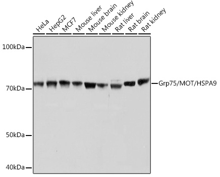 Western blot analysis of various lysates using Grp75/MOT/HSPA9 Rabbit mAb at 1:1000 dilution.|Secondary antibody: HRP-conjugated Goat anti-Rabbit IgG (H+L) at 1:10000 dilution.|Lysates/proteins: 25μg per lane.|Blocking buffer: 3% nonfat dry milk in TBST.|Detection: ECL Basic Kit.|Exposure time: 60s.