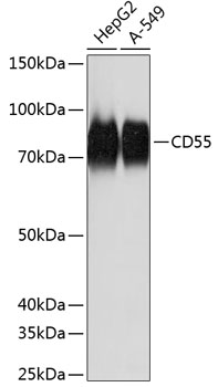 Western blot analysis of various lysates using CD55 Rabbit mAb at 1：1000 dilution.|Secondary antibody: HRP-conjugated Goat anti-Rabbit IgG (H+L) at 1:10000 dilution.|Lysates/proteins: 25μg per lane.|Blocking buffer: 3% nonfat dry milk in TBST.|Detection: ECL Basic Kit.|Exposure time: 3s.