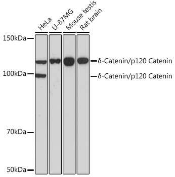 Western blot analysis of various lysates using δ-Catenin/p120 Catenin Rabbit mAb at 1：1000 dilution.|Secondary antibody: HRP-conjugated Goat anti-Rabbit IgG (H+L) at 1:10000 dilution.|Lysates/proteins: 25μg per lane.|Blocking buffer: 3% nonfat dry milk in TBST.|Detection: ECL Basic Kit.|Exposure time: 3min.