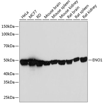 Western blot analysis of various lysates using ENO1 Rabbit mAb at 1：1000 dilution.|Secondary antibody: HRP-conjugated Goat anti-Rabbit IgG (H+L) at 1:10000 dilution.|Lysates/proteins: 25μg per lane.|Blocking buffer: 3% nonfat dry milk in TBST.|Detection: ECL Basic Kit.|Exposure time: 3s.