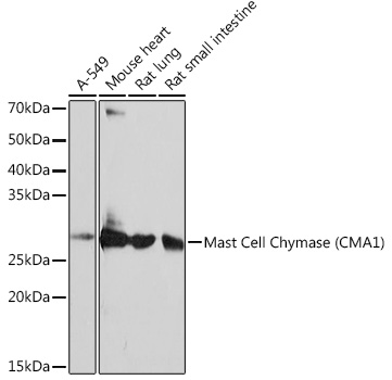 Western blot analysis of various lysates using Mast Cell Chymase (CMA1) (CMA1) Rabbit mAb at 1：1000 dilution.|Secondary antibody: HRP-conjugated Goat anti-Rabbit IgG (H+L) at 1:10000 dilution.|Lysates/proteins: 25μg per lane.|Blocking buffer: 3% nonfat dry milk in TBST.|Detection: ECL Basic Kit.|Exposure time: 10s.