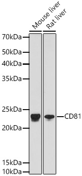 Western blot analysis of various lysates, using CD81 Rabbit mAb at 1:1000 dilution.|Secondary antibody: HRP-conjugated Goat anti-Rabbit IgG (H+L) at 1:10000 dilution.|Lysates/proteins: 25μg per lane.|Blocking buffer: 3% nonfat dry milk in TBST.|Detection: ECL Basic Kit.|Exposure time: 10s.
