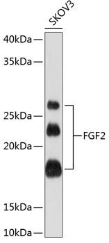 Western blot analysis of lysates from SKOV3 cells, using FGF2 Rabbit mAb at 1：1000 dilution.|Secondary antibody: HRP-conjugated Goat anti-Rabbit IgG (H+L) at 1:10000 dilution.|Lysates/proteins: 25μg per lane.|Blocking buffer: 3% nonfat dry milk in TBST.|Detection: ECL Basic Kit.|Exposure time: 60s.