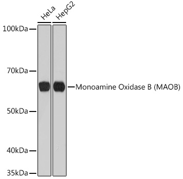Western blot analysis of various lysates using Monoamine Oxidase B (MAOB) Rabbit mAb at 1:1000 dilution.|Secondary antibody: HRP-conjugated Goat anti-Rabbit IgG (H+L) at 1:10000 dilution.|Lysates/proteins: 25 μg per lane.|Blocking buffer: 3% nonfat dry milk in TBST.|Detection: ECL Basic Kit.|Exposure time: 10s.