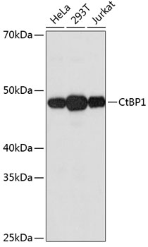 Western blot analysis of various lysates using CtBP1 Rabbit mAb at 1:1000 dilution.|Secondary antibody: HRP-conjugated Goat anti-Rabbit IgG (H+L) at 1:10000 dilution.|Lysates/proteins: 25μg per lane.|Blocking buffer: 3% nonfat dry milk in TBST.|Detection: ECL Basic Kit.|Exposure time: 30s.