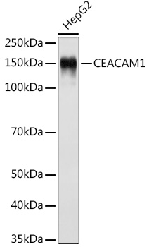 Western blot analysis of lysates from HepG2 cells, using CEACAM1 Rabbit mAb at 1:500 dilution.|Secondary antibody: HRP-conjugated Goat anti-Rabbit IgG (H+L) at 1:10000 dilution.|Lysates/proteins: 25μg per lane.|Blocking buffer: 3% nonfat dry milk in TBST.|Detection: ECL Basic Kit.|Exposure time: 1s.