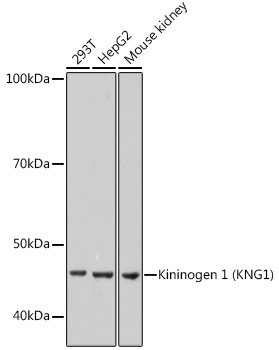 Western blot analysis of various lysates using Kininogen 1 (KNG1) (KNG1) Rabbit mAb at 1:1000 dilution.|Secondary antibody: HRP-conjugated Goat anti-Rabbit IgG (H+L) at 1:10000 dilution.|Lysates/proteins: 25μg per lane.|Blocking buffer: 3% nonfat dry milk in TBST.|Detection: ECL Basic Kit.|Exposure time: 10s.