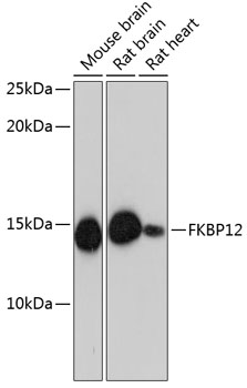 Western blot analysis of various lysates using FKBP12 Rabbit mAb at 1:1000 dilution.|Secondary antibody: HRP-conjugated Goat anti-Rabbit IgG (H+L) at 1:10000 dilution.|Lysates/proteins: 25μg per lane.|Blocking buffer: 3% nonfat dry milk in TBST.|Detection: ECL Basic Kit.|Exposure time: 30s.
