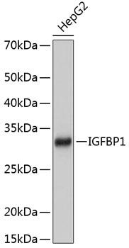 Western blot analysis of lysates from HepG2 cells, using IGFBP1 Rabbit mAb at 1:1000 dilution.|Secondary antibody: HRP-conjugated Goat anti-Rabbit IgG (H+L) at 1:10000 dilution.|Lysates/proteins: 25μg per lane.|Blocking buffer: 3% nonfat dry milk in TBST.|Detection: ECL Basic Kit.|Exposure time: 1s.