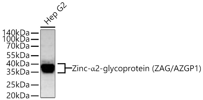 Western blot analysis of lysates from Hep G2 cells using Zinc-α2-glycoprotein (ZAG/AZGP1) Rabbit mAb at 1:1000 dilution incubated overnight at 4℃.|Secondary antibody: HRP-conjugated Goat anti-Rabbit IgG (H+L) at 1:10000 dilution.|Lysates/proteins: 25 μg per lane.|Blocking buffer: 3% nonfat dry milk in TBST.|Detection: ECL Basic Kit.|Exposure time: 60 s.