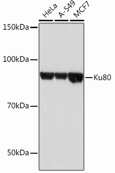 Western blot analysis of various lysates, using Ku80 Rabbit mAb at 1：1000 dilution.|Secondary antibody: HRP-conjugated Goat anti-Rabbit IgG (H+L) at 1:10000 dilution.|Lysates/proteins: 25μg per lane.|Blocking buffer: 3% nonfat dry milk in TBST.|Detection: ECL Basic Kit.|Exposure time: 5s.