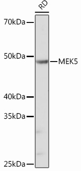 Western blot analysis of lysates from RD cells, using MEK5 Rabbit mAb at 1：1000 dilution.|Secondary antibody: HRP-conjugated Goat anti-Rabbit IgG (H+L) at 1:10000 dilution.|Lysates/proteins: 25μg per lane.|Blocking buffer: 3% nonfat dry milk in TBST.|Detection: ECL Basic Kit.|Exposure time: 90s.