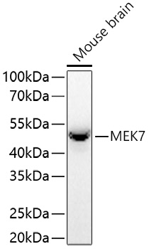 Western blot analysis of lysates from Mouse brain using [KO Validated] MEK7 Rabbit mAb at 1:1000 dilution incubated at room temperature for 1.5 hours.|Secondary antibody: HRP-conjugated Goat anti-Rabbit IgG (H+L) at 1:10000 dilution.|Lysates/proteins: 25 μg per lane.|Blocking buffer: 3% nonfat dry milk in TBST.|Detection: ECL Basic Kit.|Exposure time: 90 s.