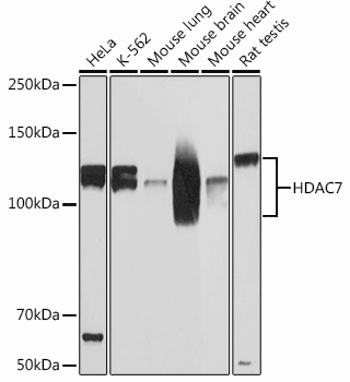 Western blot analysis of various lysates using HDAC7 Rabbit mAb at 1：1000 dilution.|Secondary antibody: HRP-conjugated Goat anti-Rabbit IgG (H+L) at 1:10000 dilution.|Lysates/proteins: 25μg per lane.|Blocking buffer: 3% nonfat dry milk in TBST.|Detection: ECL Basic Kit.|Exposure time: 60s.