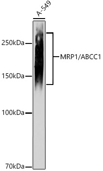 Western blot analysis of lysates from A-549 cells, using MRP1/ABCC1 Rabbit mAb at 1:1000 dilution.|Secondary antibody: HRP-conjugated Goat anti-Rabbit IgG (H+L) at 1:10000 dilution.|Lysates/proteins: 25μg per lane.|Blocking buffer: 3% nonfat dry milk in TBST.|Detection: ECL Basic Kit.|Exposure time: 90s.