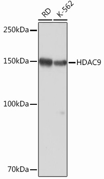 Western blot analysis of various lysates, using HDAC9 Rabbit mAb at 1：1000 dilution.|Secondary antibody: HRP-conjugated Goat anti-Rabbit IgG (H+L) at 1:10000 dilution.|Lysates/proteins: 25μg per lane.|Blocking buffer: 3% nonfat dry milk in TBST.|Detection: ECL Basic Kit.|Exposure time: 3min.