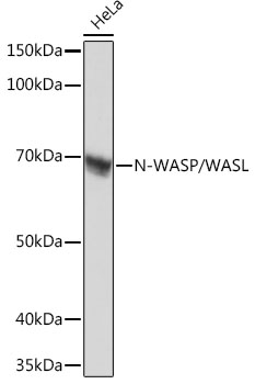 Western blot analysis of lysates from HeLa cells, using N-WASP/N-WASP/WASL Rabbit mAb at 1：1000 dilution.|Secondary antibody: HRP-conjugated Goat anti-Rabbit IgG (H+L) at 1:10000 dilution.|Lysates/proteins: 25μg per lane.|Blocking buffer: 3% nonfat dry milk in TBST.|Detection: ECL Basic Kit.|Exposure time: 1s.