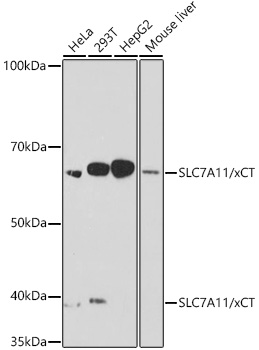 Western blot analysis of various lysates using SLC7A11/xCT Rabbit mAb at 1:1000 dilution.|Secondary antibody: HRP-conjugated Goat anti-Rabbit IgG (H+L) at 1:10000 dilution.|Lysates/proteins: 25μg per lane.|Blocking buffer: 3% nonfat dry milk in TBST.|Detection: ECL Basic Kit.|Exposure time: 180s.