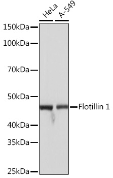 Western blot analysis of various lysates, using Flotillin 1 Rabbit mAb at 1:1000 dilution incubated overnight at 4℃.|Secondary antibody: HRP-conjugated Goat anti-Rabbit IgG (H+L) at 1:10000 dilution.|Lysates/proteins: 25μg per lane.|Blocking buffer: 3% nonfat dry milk in TBST.|Detection: ECL Basic Kit.|Exposure time: 1s.