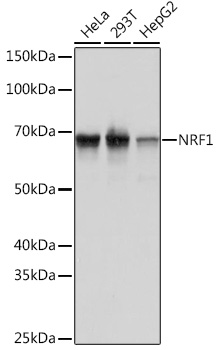 Western blot analysis of various lysates using NRF1 Rabbit mAb at 1:1000 dilution.|Secondary antibody: HRP-conjugated Goat anti-Rabbit IgG (H+L) at 1:10000 dilution.|Lysates/proteins: 25 μg per lane.|Blocking buffer: 3% nonfat dry milk in TBST.|Detection: ECL Basic Kit.|Exposure time: 1 s.
