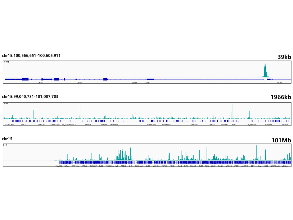 CUT&Tag was performed using the CUT&Tag Assay Kit (pAG-Tn5) for Illumina(RK20265) from 10⁵ HepG2 cells with 1 μg NRF1 Rabbit mAb, along with a Goat Anti-Rabbit IgG(H+L). The CUT&Tag results indicate the enrichment pattern of NRF1 in representative gene loci (LINS1), as shown in figure.