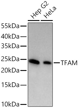 Western blot analysis of various lysates using TFAM Rabbit mAb at 1:4000 dilution incubated overnight at 4℃.|Secondary antibody: HRP-conjugated Goat anti-Rabbit IgG (H+L) at 1:10000 dilution.|Lysates/proteins: 25 μg per lane.|Blocking buffer: 3% nonfat dry milk in TBST.|Detection: ECL Basic Kit.|Exposure time: 30 s.