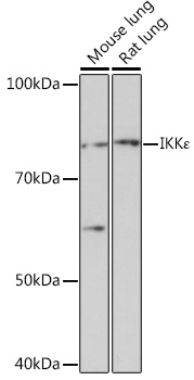 Western blot analysis of various lysates using IKKε Rabbit mAb at 1：1000 dilution.|Secondary antibody: HRP-conjugated Goat anti-Rabbit IgG (H+L) at 1:10000 dilution.|Lysates/proteins: 25μg per lane.|Blocking buffer: 3% nonfat dry milk in TBST.|Detection: ECL Basic Kit.|Exposure time: 30s.