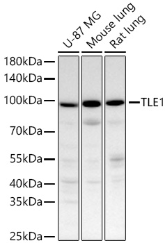 Western blot analysis of various lysates using TLE1 Rabbit mAb at 1:1000 dilution incubated at room temperature for 1.5 hours.|Secondary antibody: HRP-conjugated Goat anti-Rabbit IgG (H+L) at 1:10000 dilution.|Lysates/proteins: 25 μg per lane.|Blocking buffer: 3% nonfat dry milk in TBST.|Detection: ECL Basic Kit.|Exposure time: 90 s.