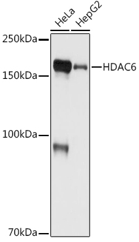 Western blot analysis of various lysates using HDAC6 Rabbit mAb at 1:1000 dilution.|Secondary antibody: HRP-conjugated Goat anti-Rabbit IgG (H+L) at 1:10000 dilution.|Lysates/proteins: 25μg per lane.|Blocking buffer: 3% nonfat dry milk in TBST.|Detection: ECL Basic Kit.|Exposure time: 10s.