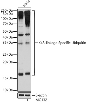 Western blot analysis of lysates from HeLa cells using K48-linkage Specific Ubiquitin Rabbit mAb at 1:1000 dilution incubated overnight at 4℃. HeLa cells were treated with MG132 (50 μM) at 37℃ for 90 minutes.|Secondary antibody: HRP-conjugated Goat anti-Rabbit IgG (H+L) at 1:10000 dilution.|Lysates/proteins: 25μg per lane.|Blocking buffer: 3% nonfat dry milk in TBST.|Detection: ECL Basic Kit.|Exposure time: 180s.