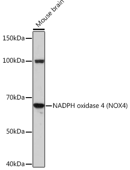 Western blot analysis of lysates from Mouse brain, using NADPH oxidase 4 (NOX4) Rabbit mAb at 1:1000 dilution.|Secondary antibody: HRP-conjugated Goat anti-Rabbit IgG (H+L) at 1:10000 dilution.|Lysates/proteins: 25μg per lane.|Blocking buffer: 3% nonfat dry milk in TBST.|Detection: ECL Basic Kit.|Exposure time: 90s.