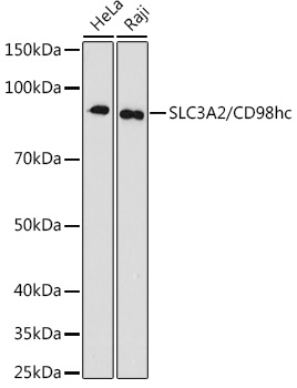 Western blot analysis of various lysates using SLC3A2/CD98hc Rabbit mAb at 1:1000 dilution.|Secondary antibody: HRP-conjugated Goat anti-Rabbit IgG (H+L) at 1:10000 dilution.|Lysates/proteins: 25μg per lane.|Blocking buffer: 3% nonfat dry milk in TBST.|Detection: ECL Basic Kit.|Exposure time: 180s.