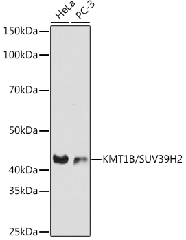 Western blot analysis of various lysates using KMT1B / SUV39H2 Rabbit mAb at 1:1000 dilution.|Secondary antibody: HRP-conjugated Goat anti-Rabbit IgG (H+L) at 1:10000 dilution.|Lysates/proteins: 25μg per lane.|Blocking buffer: 3% nonfat dry milk in TBST.|Detection: ECL Basic Kit.|Exposure time: 30s.