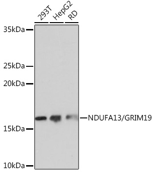 Western blot analysis of various lysates using NDUFA13/NDUFA13/GRIM19 Rabbit mAb at 1:1000 dilution.|Secondary antibody: HRP-conjugated Goat anti-Rabbit IgG (H+L) at 1:10000 dilution.|Lysates/proteins: 25μg per lane.|Blocking buffer: 3% nonfat dry milk in TBST.|Detection: ECL Basic Kit.|Exposure time: 10s.