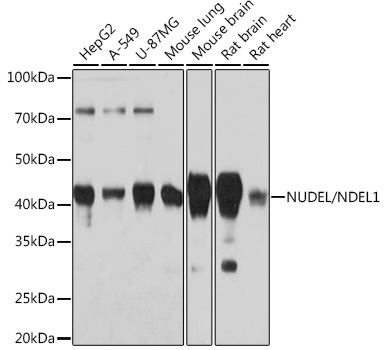 Western blot analysis of various lysates using NUDEL/NDEL1 Rabbit mAb at 1:1000 dilution.|Secondary antibody: HRP-conjugated Goat anti-Rabbit IgG (H+L) at 1:10000 dilution.|Lysates/proteins: 25μg per lane.|Blocking buffer: 3% nonfat dry milk in TBST.|Detection: ECL Basic Kit.|Exposure time: 3min.