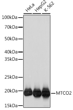 Western blot analysis of various lysates using MTCO2 Rabbit mAb at 1:1000 dilution.|Secondary antibody: HRP-conjugated Goat anti-Rabbit IgG (H+L) at 1:10000 dilution.|Lysates/proteins: 25μg per lane.|Blocking buffer: 3% nonfat dry milk in TBST.|Detection: ECL Basic Kit.|Exposure time: 3s.