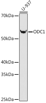 Western blot analysis of lysates from U-937 cells, using ODC1 Rabbit mAb at 1:1000 dilution.|Secondary antibody: HRP-conjugated Goat anti-Rabbit IgG (H+L) at 1:10000 dilution.|Lysates/proteins: 25μg per lane.|Blocking buffer: 3% nonfat dry milk in TBST.|Detection: ECL Basic Kit.|Exposure time: 90s.