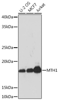 Western blot analysis of various lysates using MTH1 Rabbit mAb at 1:1000 dilution.|Secondary antibody: HRP-conjugated Goat anti-Rabbit IgG (H+L) at 1:10000 dilution.|Lysates/proteins: 25μg per lane.|Blocking buffer: 3% nonfat dry milk in TBST.|Detection: ECL Basic Kit.|Exposure time: 10s.