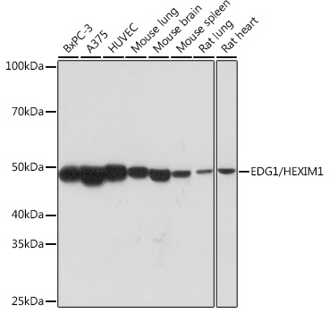 Western blot analysis of various lysates using EDG1/HEXIM1 Rabbit mAb at 1:1000 dilution.|Secondary antibody: HRP-conjugated Goat anti-Rabbit IgG (H+L) at 1:10000 dilution.|Lysates/proteins: 25μg per lane.|Blocking buffer: 3% nonfat dry milk in TBST.|Detection: ECL Basic Kit.|Exposure time: 90s.