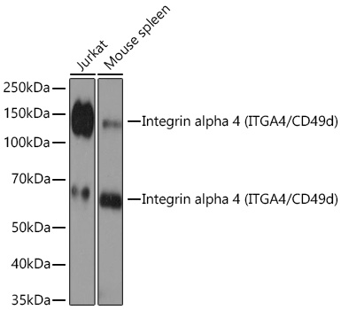 Western blot analysis of various lysates using Integrin alpha 4 (ITGA4/CD49d) Rabbit mAb at 1:1000 dilution incubated overnight at 4℃.|Secondary antibody: HRP-conjugated Goat anti-Rabbit IgG (H+L) at 1:10000 dilution.|Lysates/proteins: 25 μg per lane.|Blocking buffer: 3% nonfat dry milk in TBST.|Detection: ECL Basic Kit.|Exposure time: 60s.
