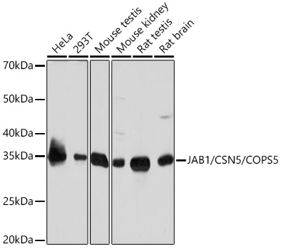 Western blot analysis of various lysates using JAB1/CSN5/COPS5 Rabbit mAb at 1:1000 dilution.|Secondary antibody: HRP-conjugated Goat anti-Rabbit IgG (H+L) at 1:10000 dilution.|Lysates/proteins: 25μg per lane.|Blocking buffer: 3% nonfat dry milk in TBST.|Detection: ECL Basic Kit.|Exposure time: 10s.